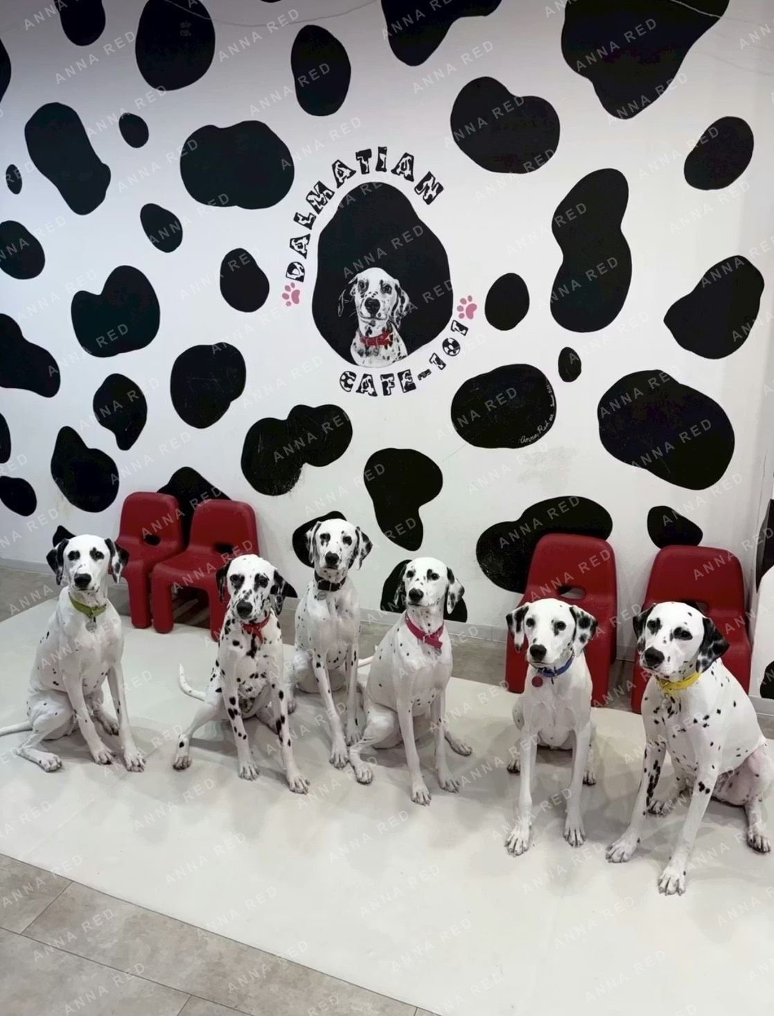 DALMATIAN CAFE 101 詳細